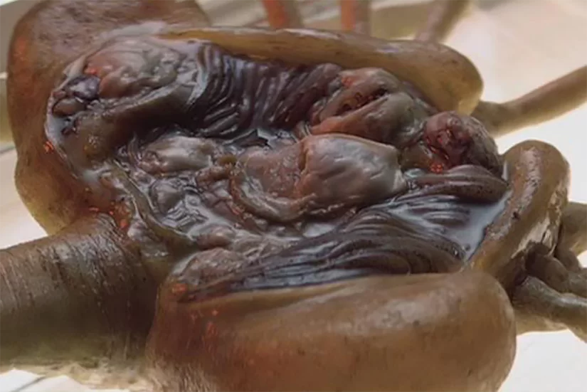 Cena da autópsia de Facehugger - Alien: O 8º Passageiro | Especial Alien Day Blog Questão D